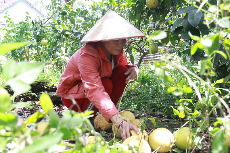 Hàng vạn quả bưởi Phúc Trạch rụng tả tơi, dân tê tái