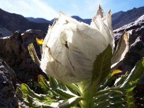 Hàng độc: Chè sen tuyết Tây Tạng, trà hoa hồng 9 năm nở 1 lần