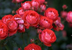 'Đột nhập' vườn hoa hồng cổ trị giá bạc tỷ của cô gái 9X ở Hà Nội