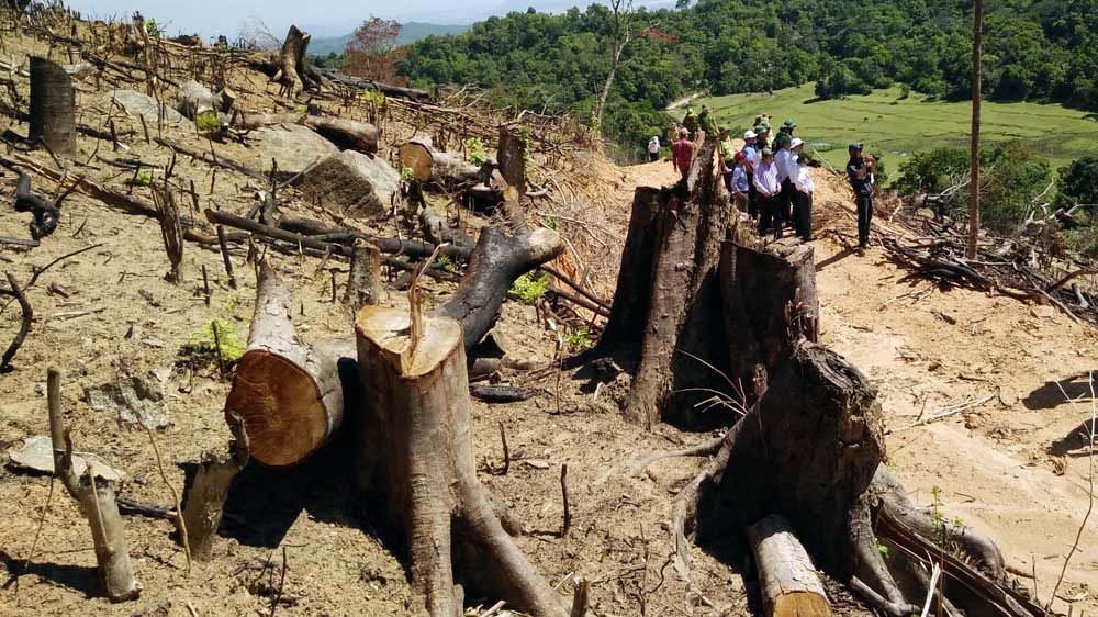 Đề nghị tạm đình chỉ Hạt phó kiểm lâm vụ phá rừng cực lớn