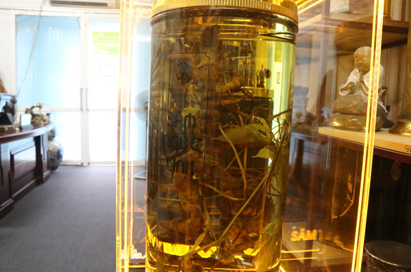 Củ sâm Ngọc Linh 'độc' nhất Việt Nam, đại gia Hàn trả tiền tỷ không bán