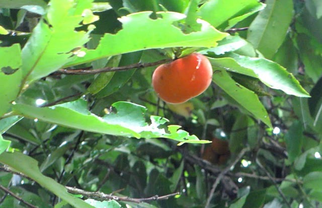 Cây hồng nhung quý hiếm trên 100 tuổi độc nhất cho quả quanh năm