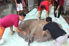 Cá đuối hơn 200kg 'bay' từ Thái Lan về Hà Nội
