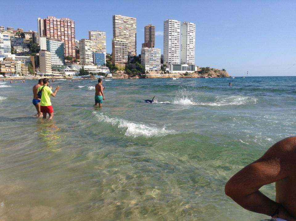 Phát hiện cá mập bơi sát bờ, du khách bỏ chạy tán loạn