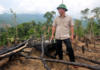 Khởi tố vụ án phá rừng phòng hộ ở Quảng Nam