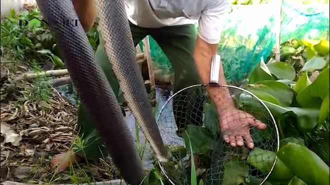 Cảnh đáng sợ: Gạt đám bèo lục bình, ngàn con rắn lúc nhúc