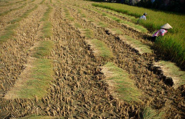 Chính phủ quyết liệt giải cứu ĐBSCL