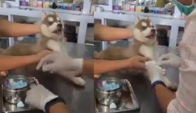 Chết cười với chú chó 