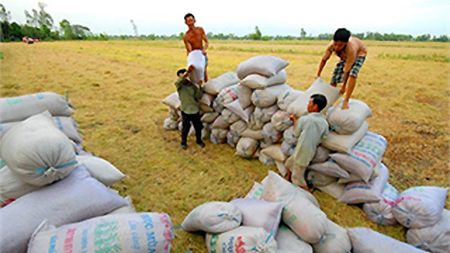Việt Nam cứ say sưa xuất khẩu gạo số 1, 2 để làm gì?