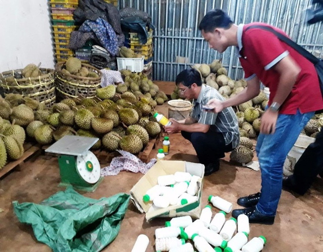 Làm chín sầu riêng bằng phân bón lá vào buổi tối, sáng mang đi bán