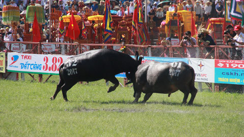 Trâu chọi Đồ Sơn thua cuộc lao vun vút, súng gây mê biệt tăm