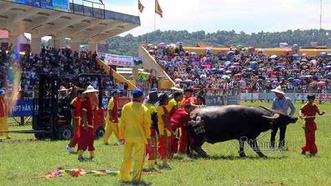 Chọi trâu Đồ Sơn: Hàng vạn khách cười bò trên sân vì sự cố hi hữu