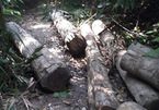 Đề nghị cách chức Trưởng Ban Tuyên giáo huyện liên quan vụ phá rừng