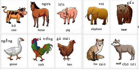 Tên tiếng Anh 36 loài động vật thường gặp nhất