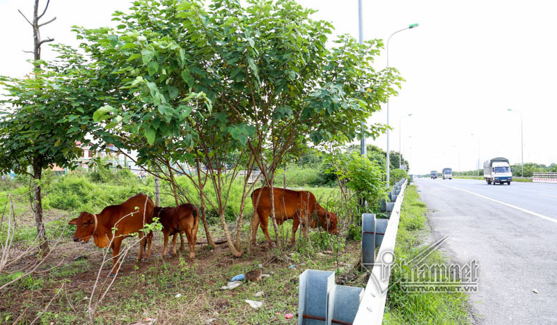 trồng cây trên đại lộ TL