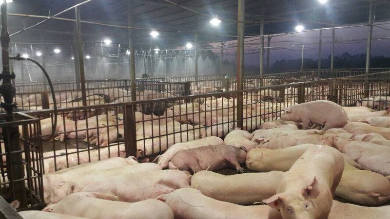 Gần 5.000 con lợn bị tiêm thuốc an thần ngủ li bì trước khi giết mổ