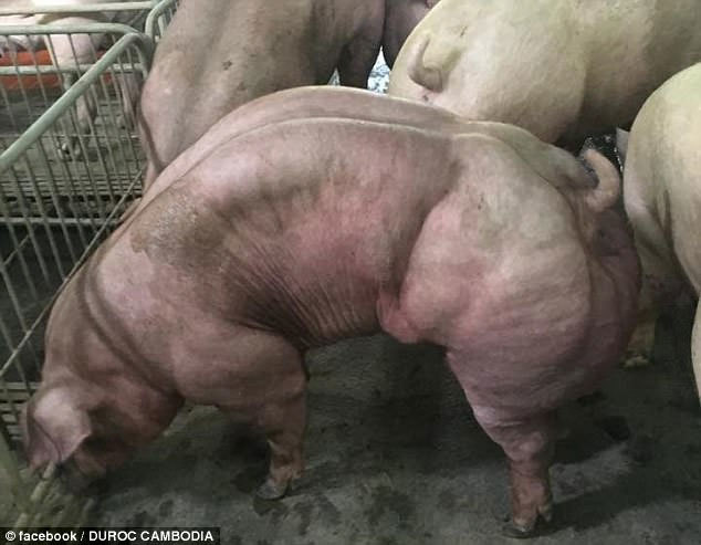 Hình ảnh sốc về đàn lợn 'cơ bắp cuồn cuộn'