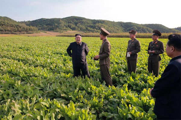 Kim Jong Un vui vẻ thăm cánh đồng rau