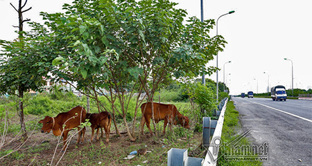 Cây trĩu quả, bò béo mẫm trên đại lộ Thăng Long