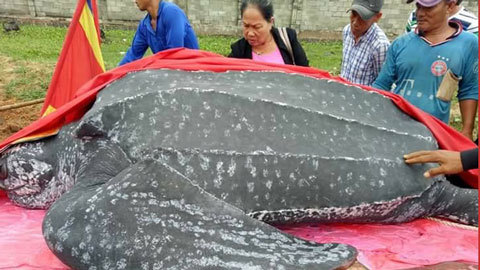 Ngư dân Mũi Né an táng rùa khế quý hiếm dài hơn 3m