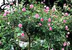 1.000 m2 trồng ngàn cây hoa hồng: Đất vàng Hồ Tây trồng hoa ngắm chơi