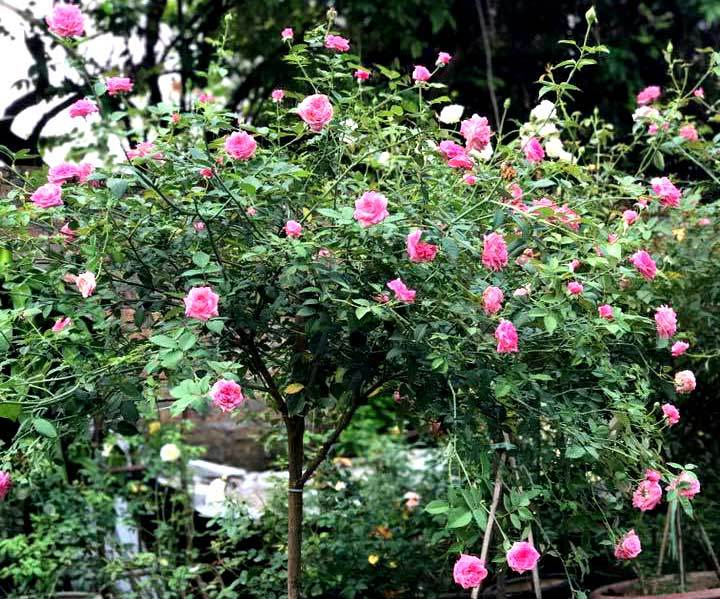 1.000 m2 trồng ngàn cây hoa hồng: Đất vàng Hồ Tây trồng hoa ngắm chơi