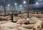 5.000 con lợn bị tiêm thuốc an thần: Vụ việc này là 1 tội ác