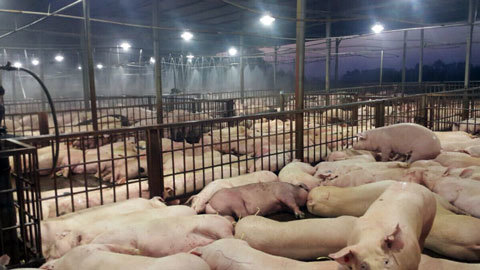 5.000 con lợn bị tiêm thuốc an thần: Vụ việc này là 1 tội ác