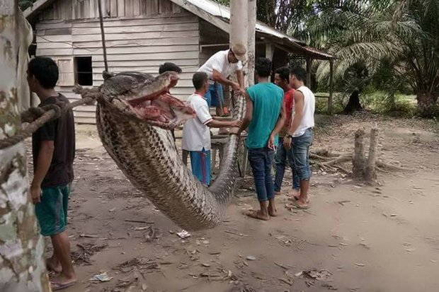 Tử chiến với trăn khổng lồ 7m, người đàn ông kể lại phút kinh hoàng