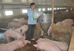 Hậu khủng hoảng thịt lợn: 900 ngàn hộ treo chuồng