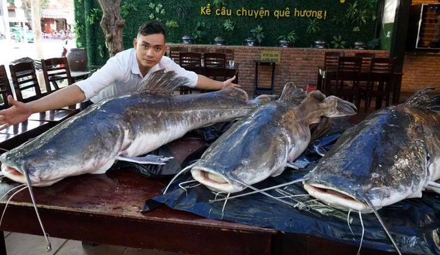 Ba con cá lăng nặng 280kg 'bay' từ Campuchia về Đà Nẵng
