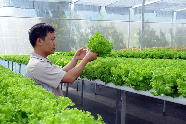 Trồng xà lách xoăn, ngày thu 4,5 triệu