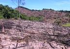 Phó bí thư huyện bị đề nghị kiểm điểm vụ phá rừng táo tợn