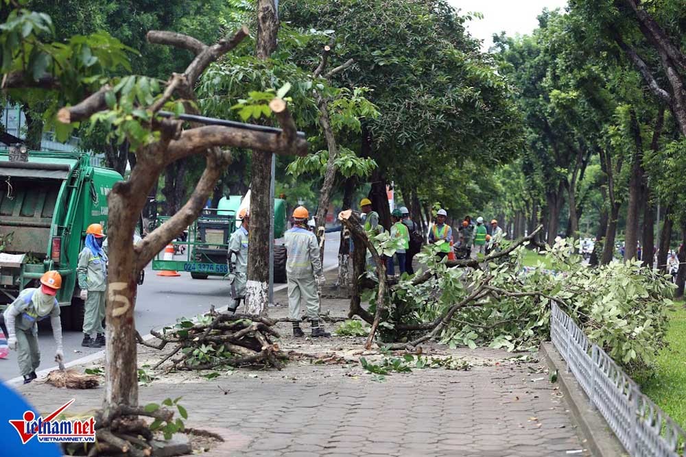 Hà Nội chặt, chuyển hàng cây đẹp nhất đường Kim Mã