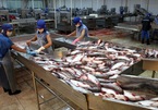 Trung Quốc tăng mua, xuất khẩu cá tra bứt phá