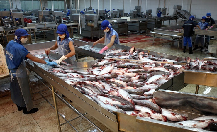 Trung Quốc tăng mua, xuất khẩu cá tra bứt phá
