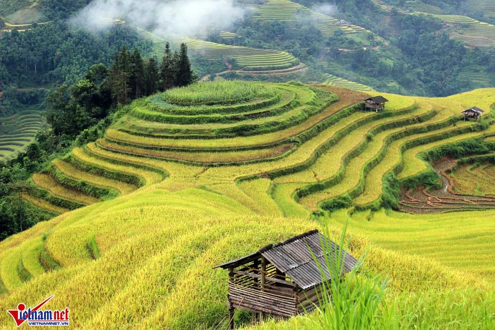 Ngất ngây ruộng bậc thang óng ánh từ trên cao