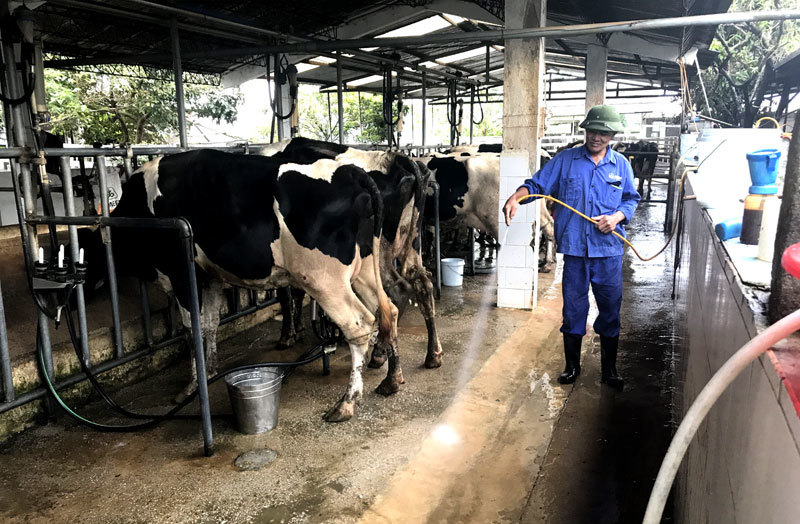 Tài sản chục tỷ, nhà giàu Mộc Châu tận thu phế phẩm trăm triệu