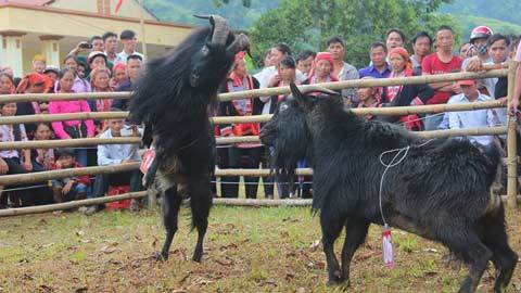 Trận chiến giữa 'võ sĩ râu dài' trên đỉnh núi ngàn mây