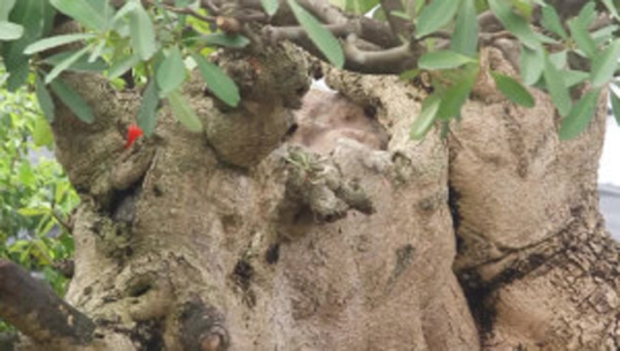 Ngắm cây hoa sữa hình con voi trả giá 6 tỷ đồng chưa bán