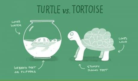 Con rùa sống trên cạn gọi là gì tiếng Anh?
