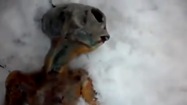 Thi thể người ngoài hành tinh bí ẩn trong rừng Siberia?