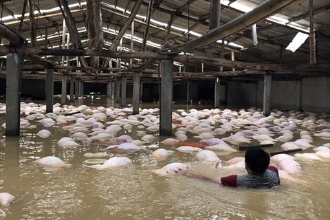 Trại lợn gần 4000 con bị xóa sổ sau ngập lụt