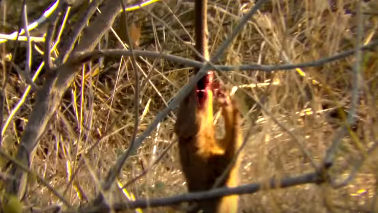 Xem cầy Mongoose biến rắn độc thành