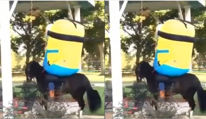 Cười ngất khi Minion cưỡi ngựa phi... nước đại