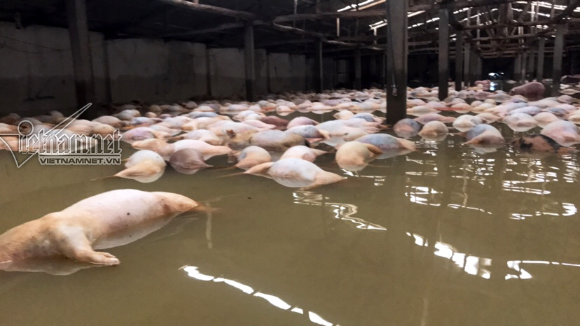 4.000 lợn chết: Thêm ngàn con chết như ngả rạ