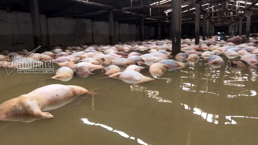 4.000 lợn chết: Thêm ngàn con chết như ngả rạ