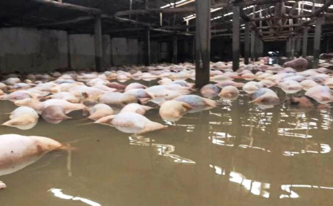 Chủ trang trại kể lại lũ 'cướp' đi 6.000 con heo