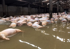 5.000 con lợn chết đang phân huỷ, chưa tìm được chỗ chôn