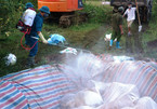 Đào hố, đổ vôi chôn hơn 5.000 con lợn chết trong lũ